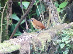 Grallaria flavotincta