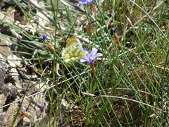 Anthocharis euphenoides