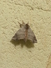 Olceclostera seraphica