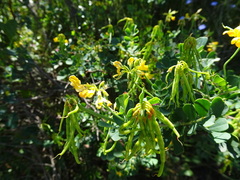 Coronilla