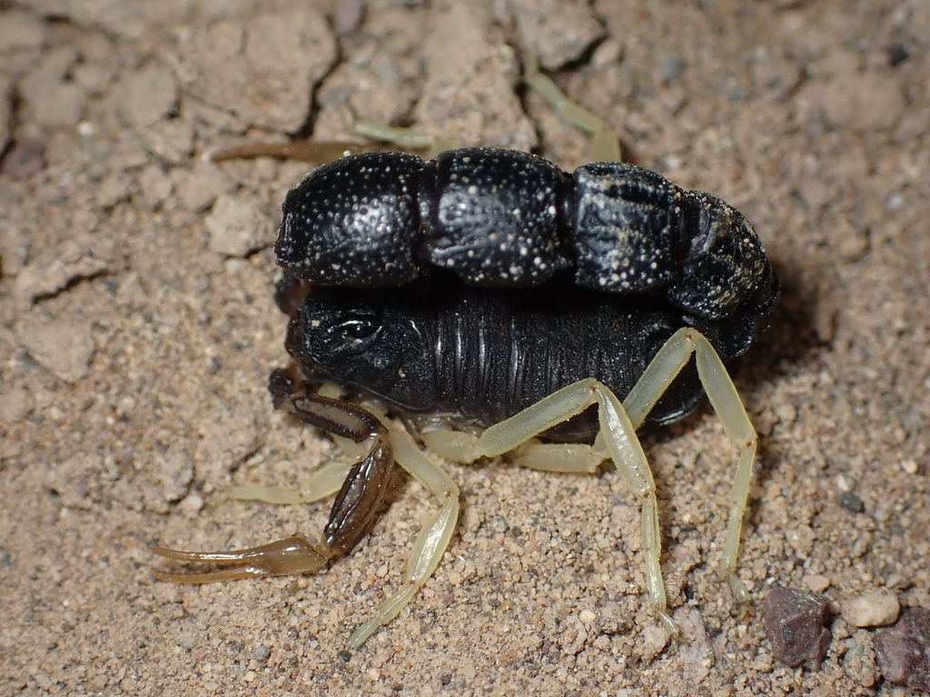 Orthochirus formozovi