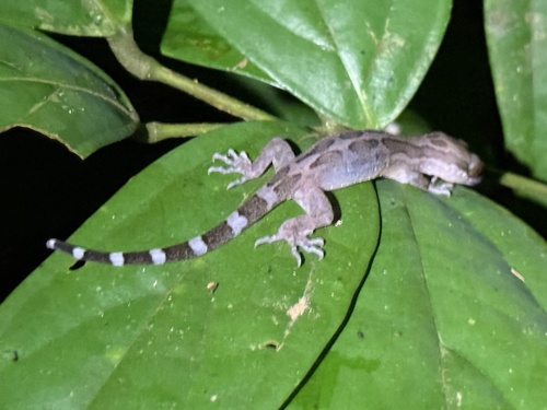 Hamidy’s Bent-toed Gecko, Cyrtodactylus hamidyi