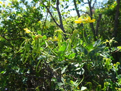 Coronilla