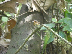 Grallaricula flavirostris