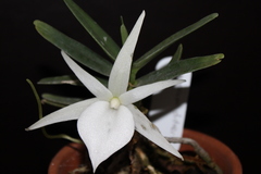Angraecum didieri