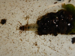 Limnephilus submonilifer