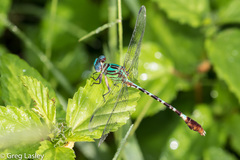 Erpetogomphus eutainia