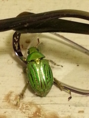 Chrysina gloriosa