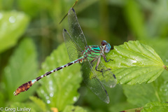 Erpetogomphus eutainia