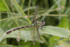 Erpetogomphus eutainia