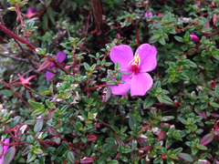 Melastomataceae