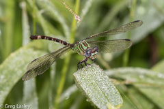 Erpetogomphus eutainia