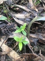 Billardiera scandens