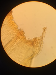 Racomitrium fasciculare