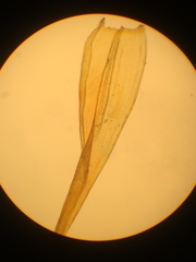 Racomitrium fasciculare