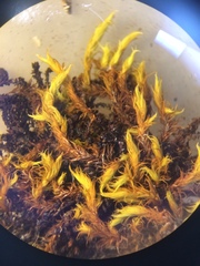 Racomitrium fasciculare