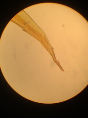 Racomitrium fasciculare