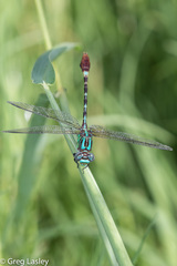 Erpetogomphus eutainia
