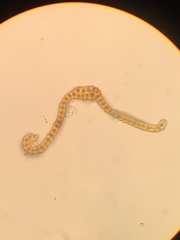 Racomitrium fasciculare