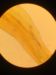 Racomitrium fasciculare