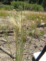 Elymus elymoides elymoides