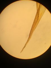 Racomitrium fasciculare