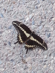 Papilio ornythion ornythion
