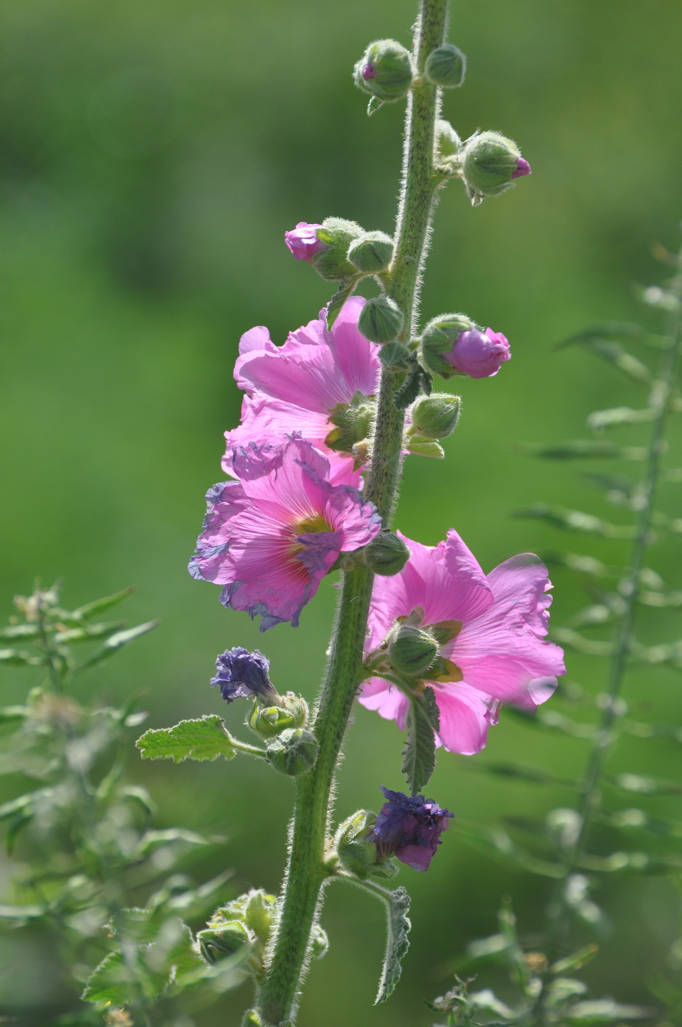 Imagem de Malva-rosa