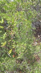 Rhamnus oleoides