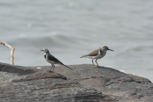Common Sandpiper
