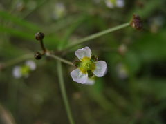 Alisma gramineum