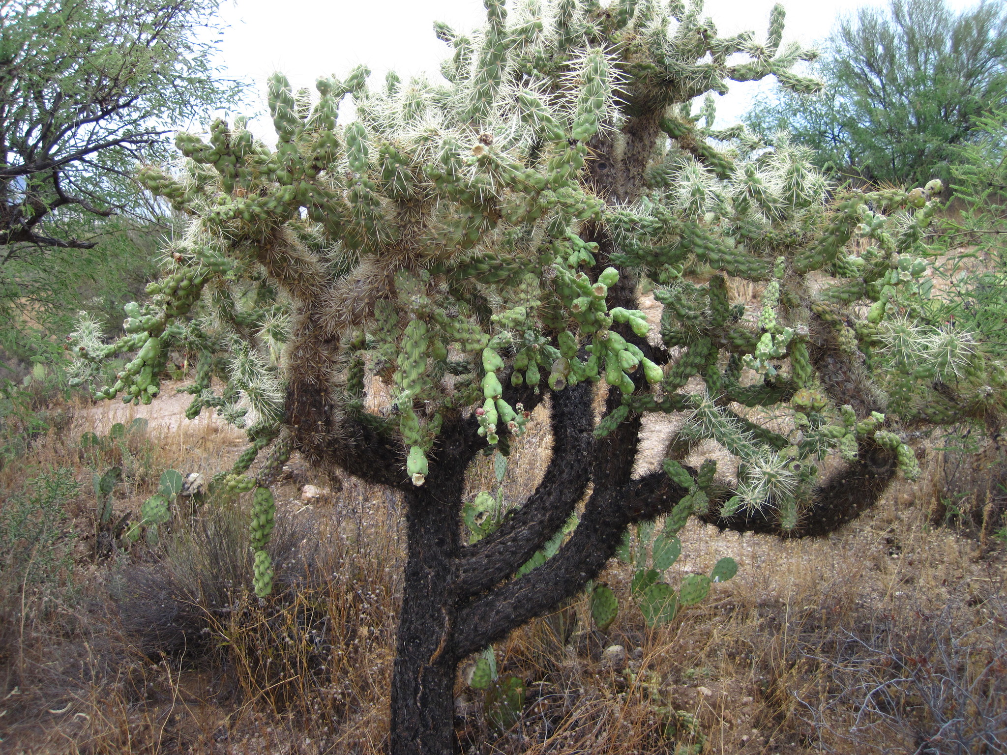 Cylindropuntia fulgida - Wikipedia