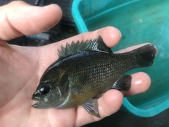 Lepomis miniatus