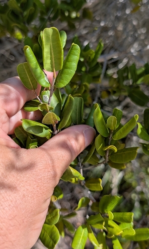 Reynosia septentrionalis, photograph 3