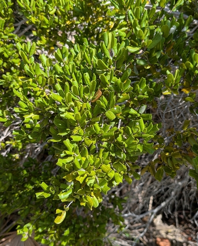 Image of Reynosia septentrionalis by (c) Alan Prather, some rights reserved (CC BY)