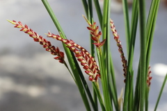 Dendrochilum wenzelii