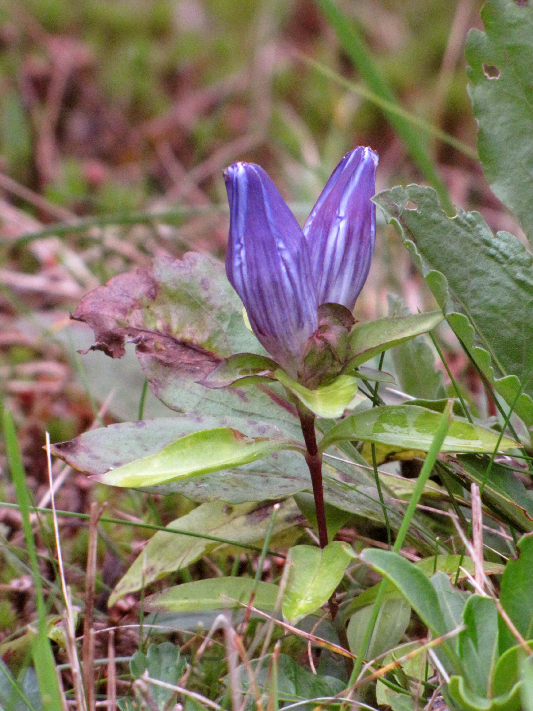 Gentiana austromontana