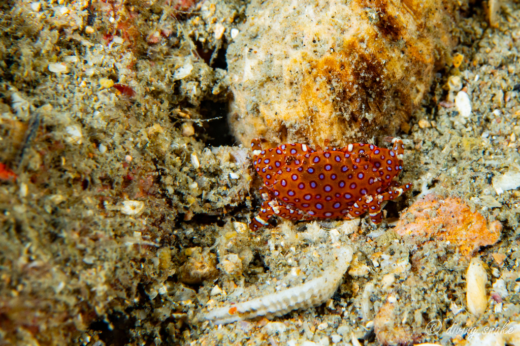 Xanthias joanneae