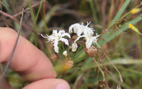 Image of Nerine rehmannii by (c) Justin Ponder, some rights reserved (CC BY)