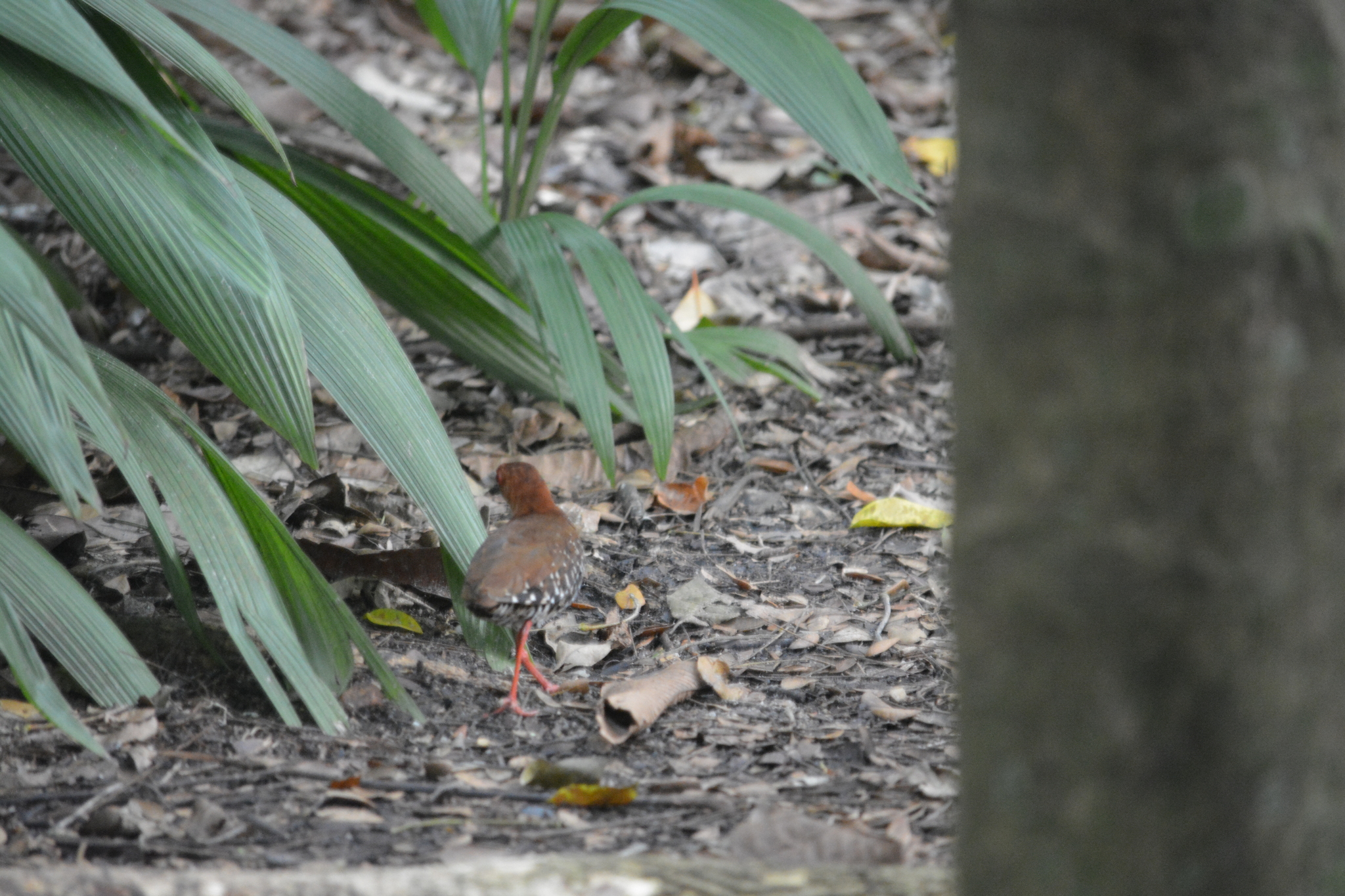 Red-legged Crake (Rallina fasciata), photo 6