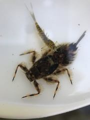 Ephemerellidae