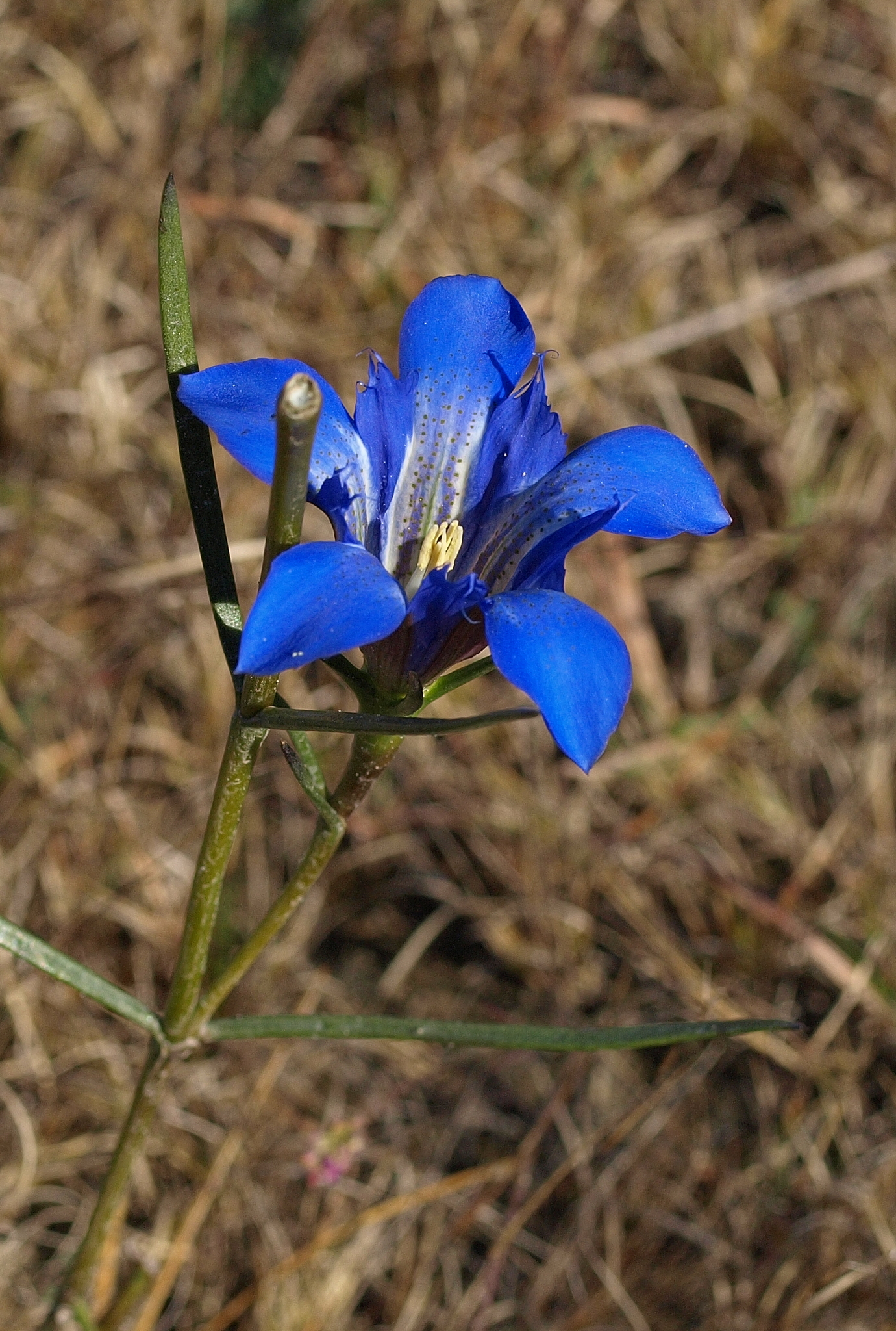 Gentiana autumnalis