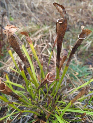 mountain sweet pitcher plant (Sarracenia jonesii)