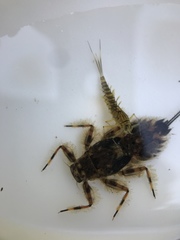 Ephemerellidae