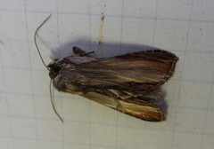 Cucullia convexipennis