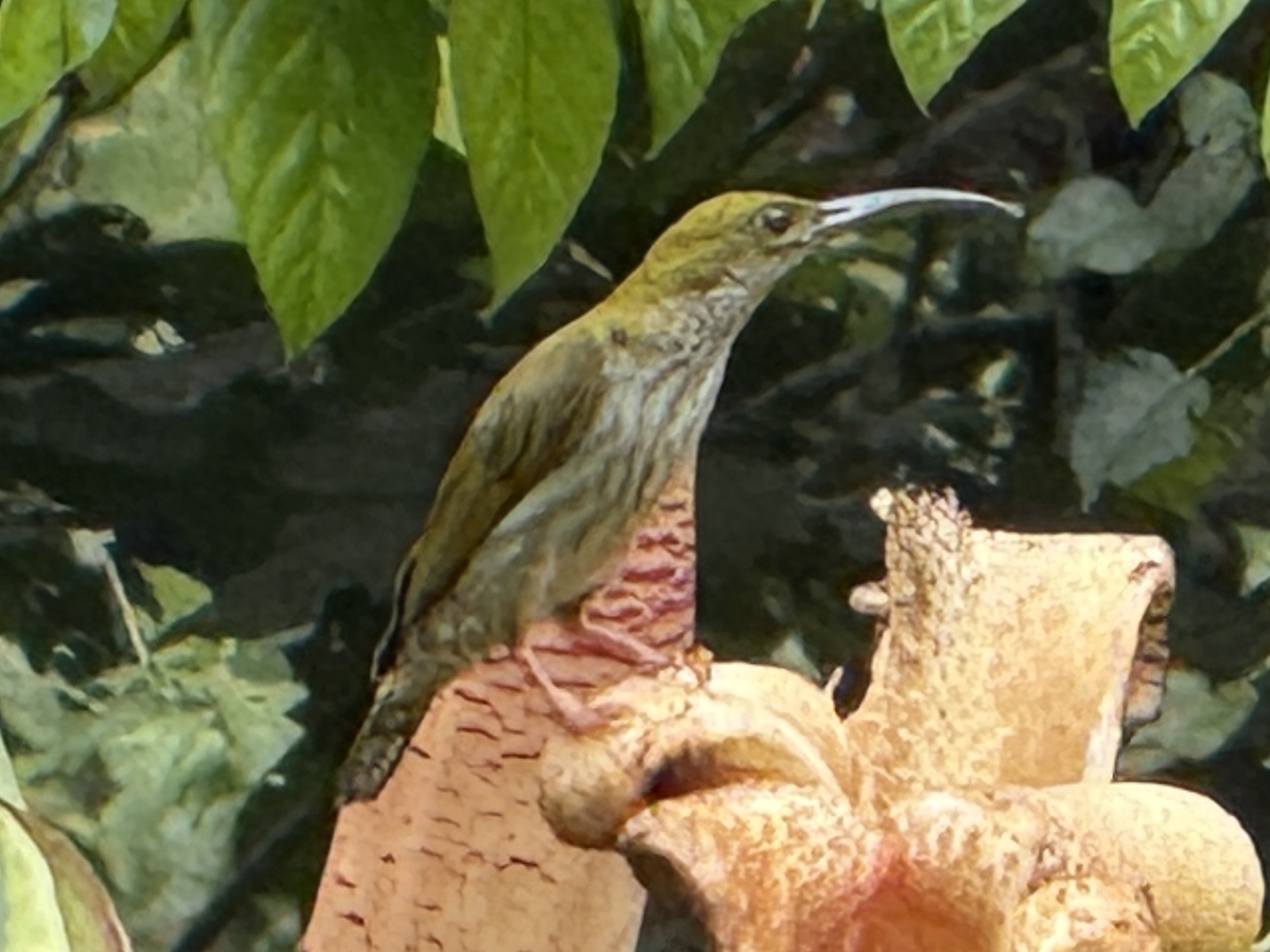 Bornean Spiderhunter (Arachnothera everetti), photo 2