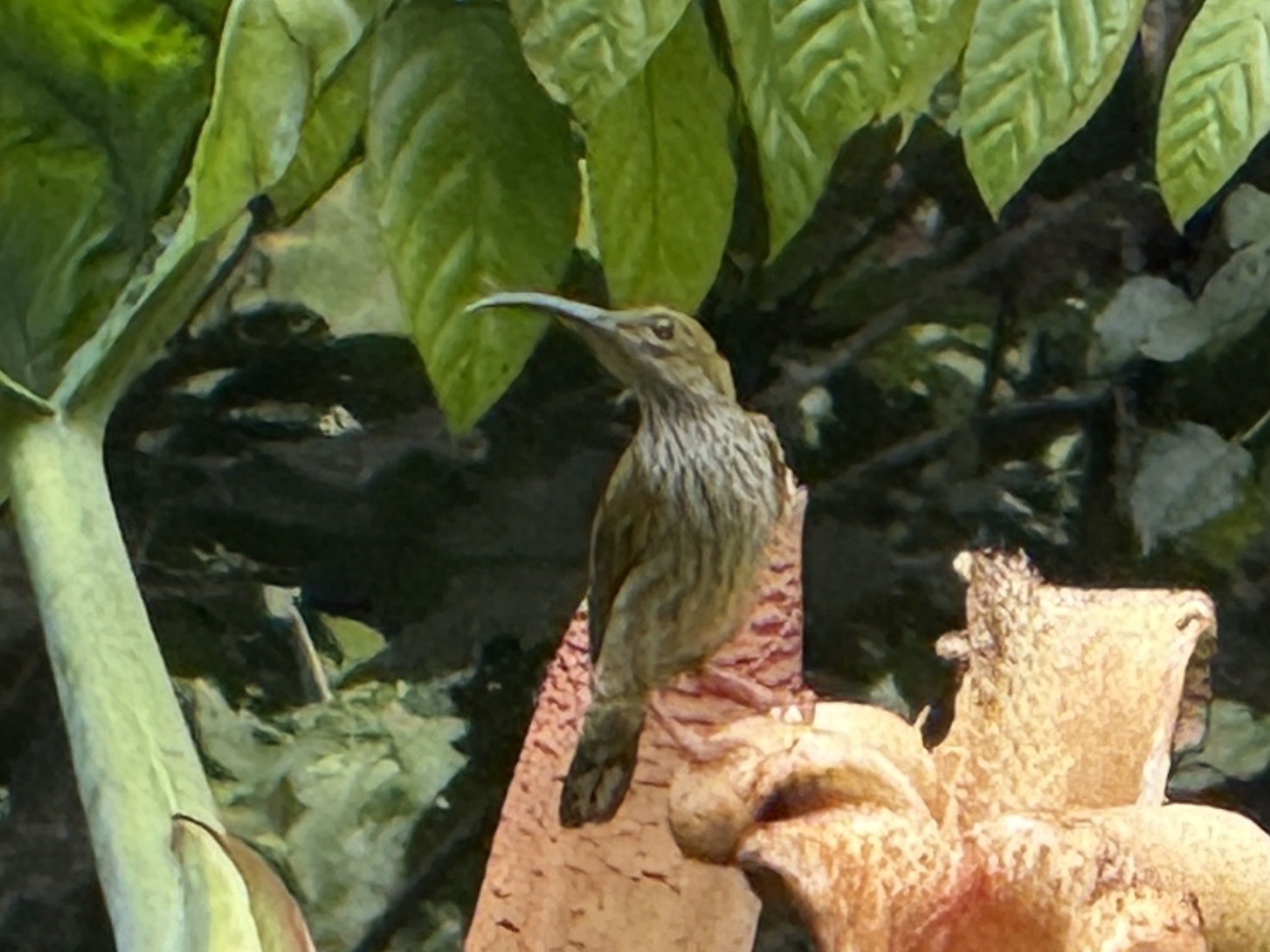 Bornean Spiderhunter (Arachnothera everetti), photo 3