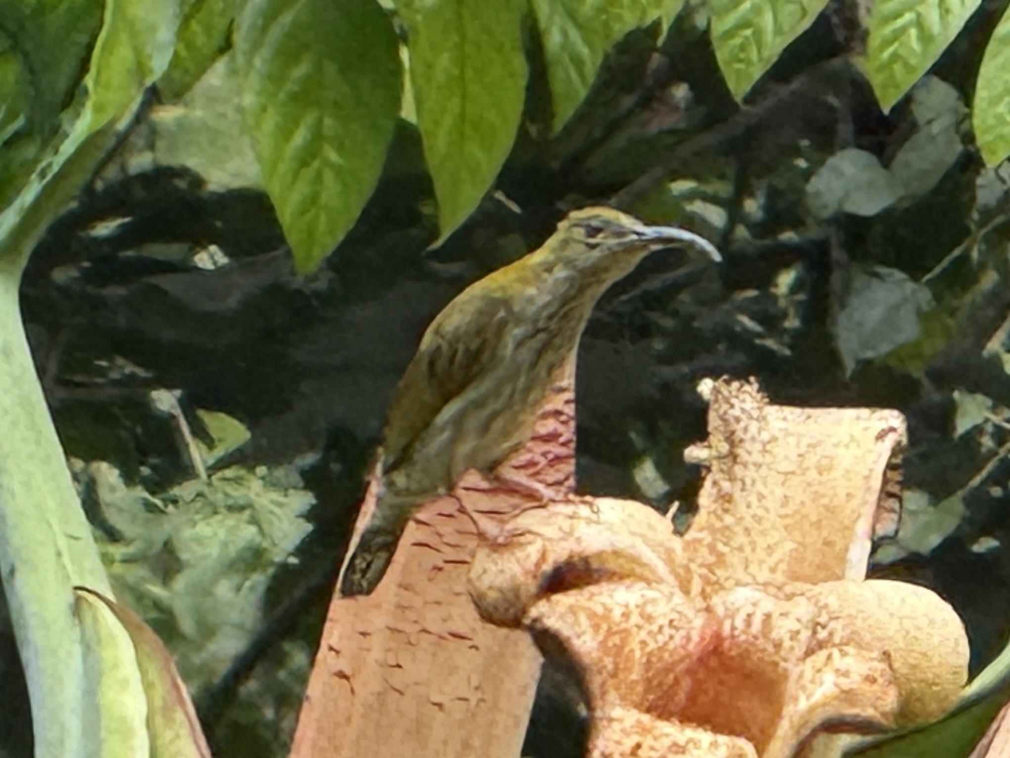 Bornean Spiderhunter (Arachnothera everetti), photo 4