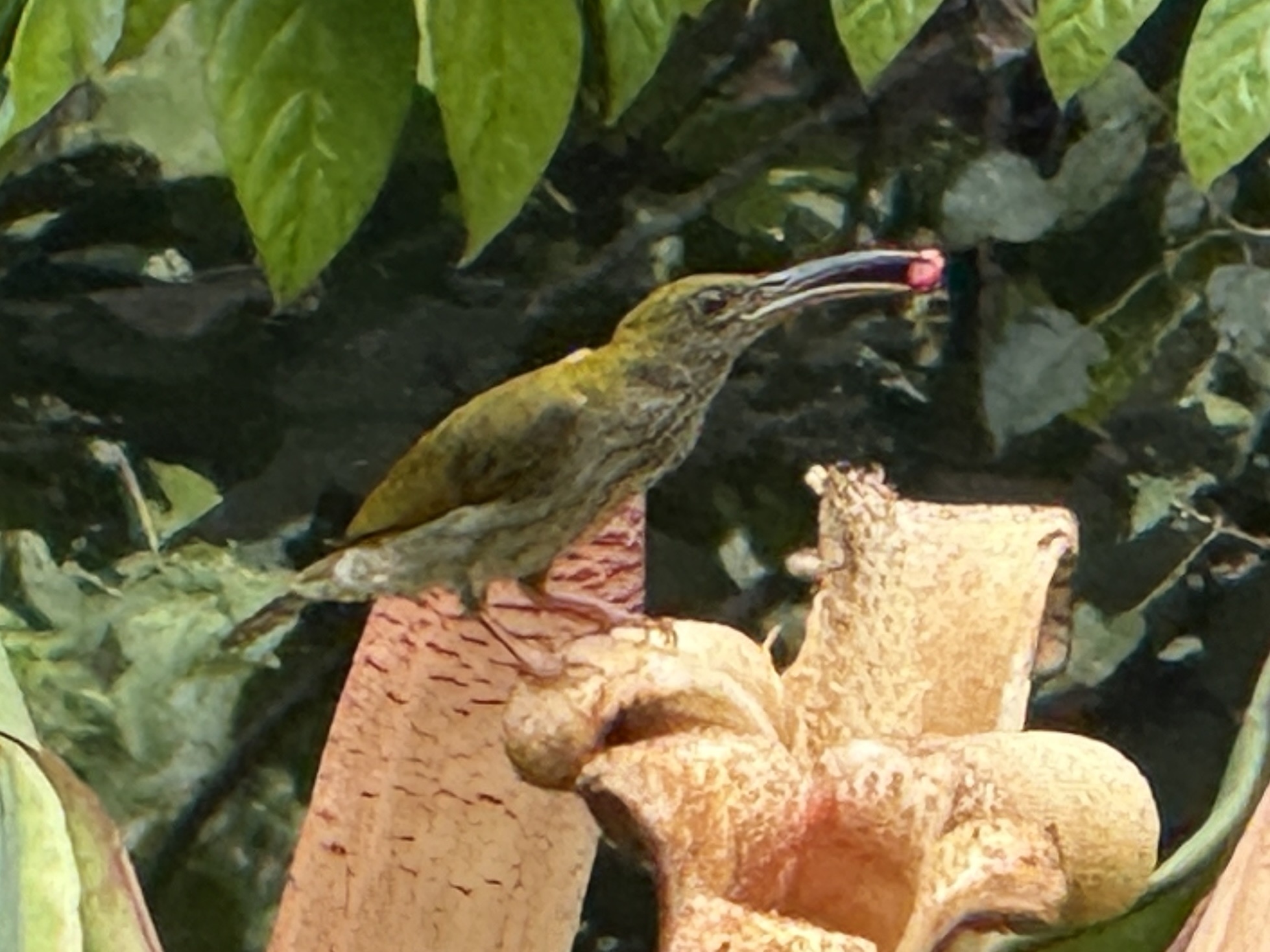Bornean Spiderhunter (Arachnothera everetti), photo 5
