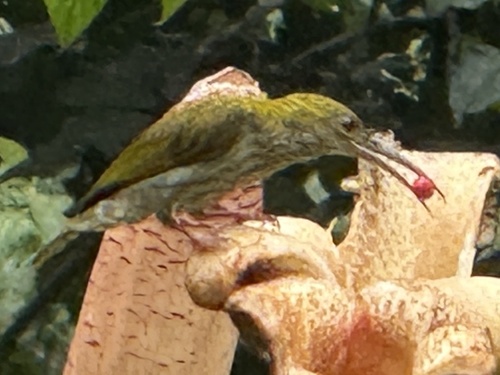 Bornean Spiderhunter (Arachnothera everetti), photo 8